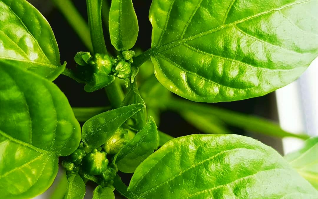 Watching peppers grow